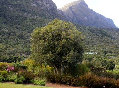 A young Cape Saffron tree. Cassine peragua. Growing in garden on lower slopes of Table Mountain. Cape Town.