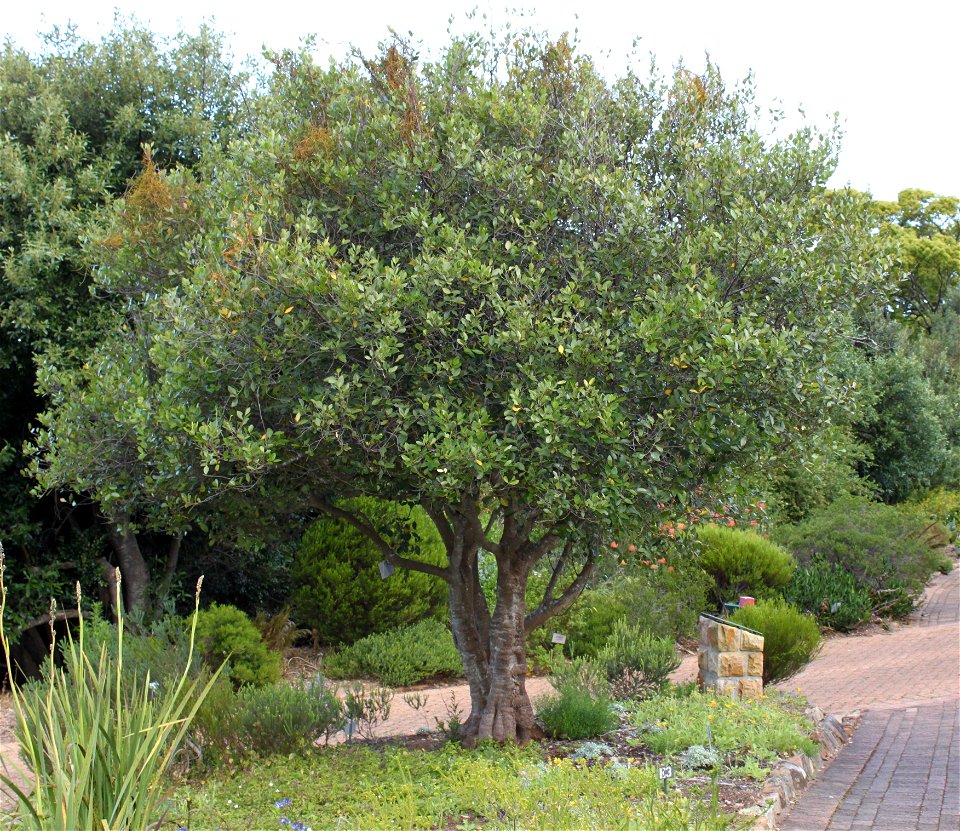 Small Cassine peragua tree. Growing in a garden in Cape Town.