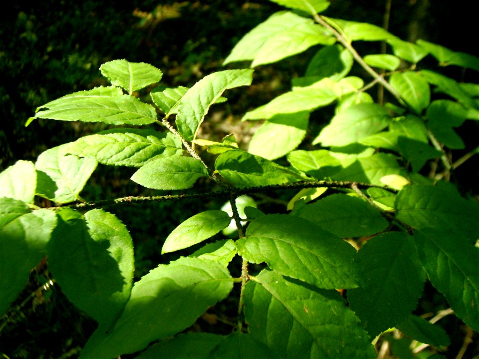 Euonymus verrucosa