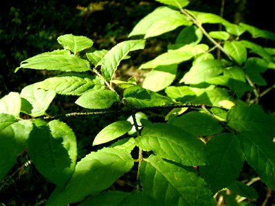 Euonymus verrucosa