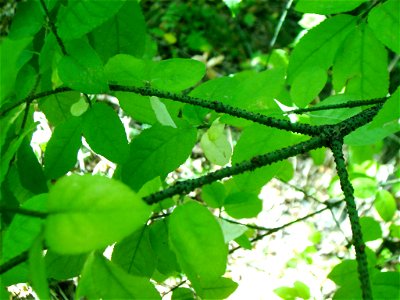 Euonymus verrucosa