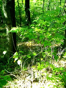 Euonymus verrucosa