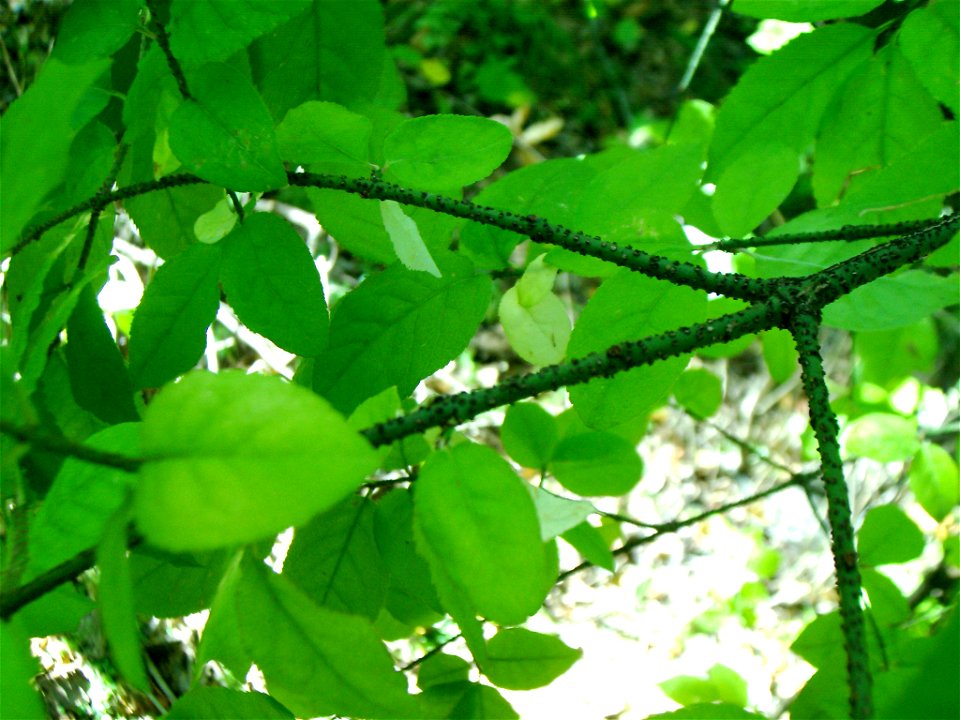 Euonymus verrucosa