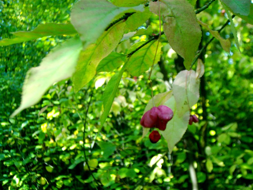 Euonymus verrucosa