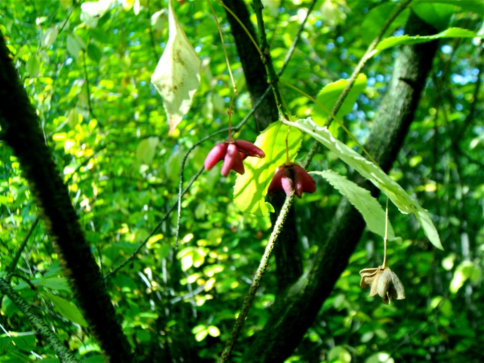 Euonymus verrucosa