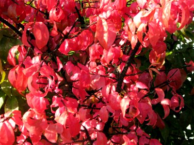 Euonymus verrucosus autumn colour. Russia, Ivanovo Region