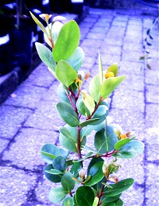 Seedling Candlewood tree. Pterocelastrus tricuspidatus. Photo taken in Cape Town nursery. photo