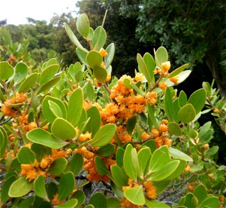 Pterocelastrus tricuspidatus. The Candlewood tree of South Africa. Detail of fruits and foliage.