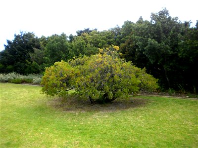 A small Candlewood tree. Grown as an ornamental garden specimen in South Africa. photo