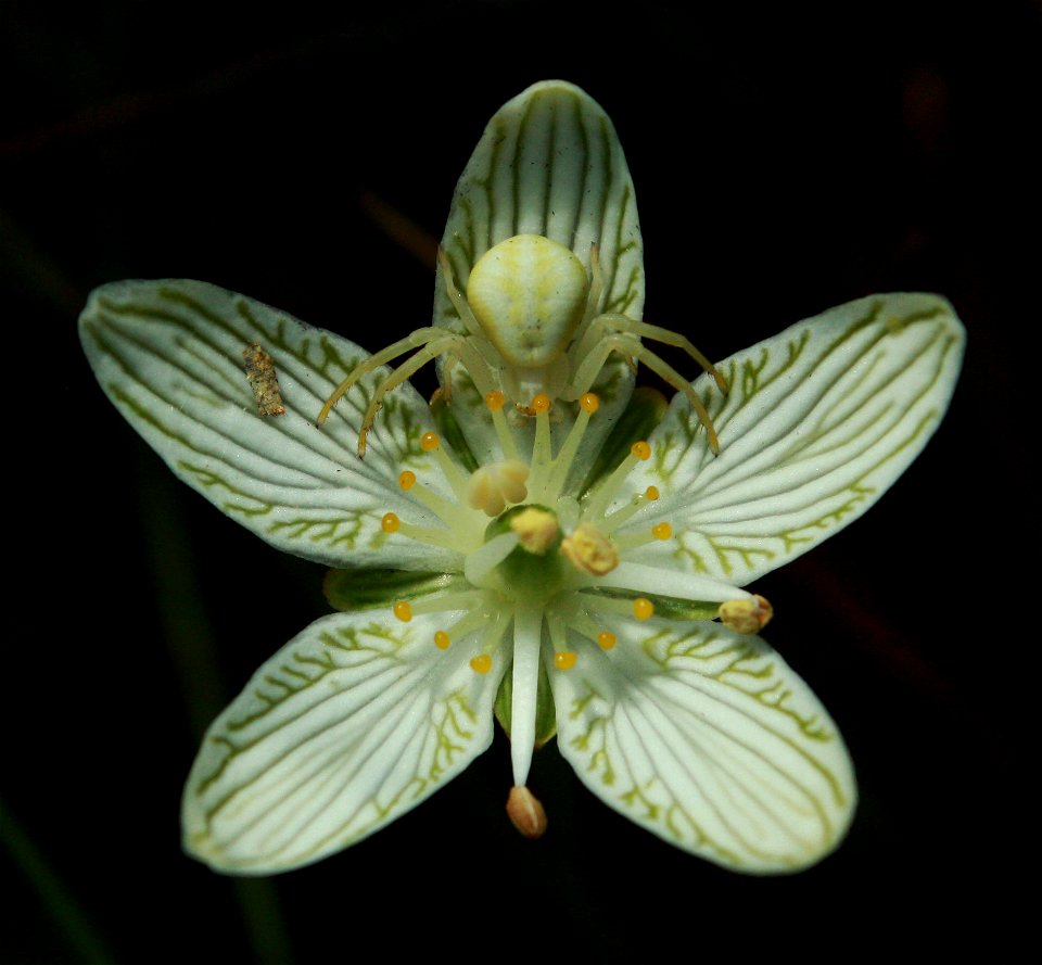 Grass of Parnassus (Parnassia glauca) in a fen (minerotrophic peatland) in Saint-Fabien, Bas-Saint-Laurent region, Québec.