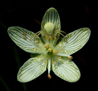 Grass of Parnassus (Parnassia glauca) in a fen (minerotrophic peatland) in Saint-Fabien, Bas-Saint-Laurent region, Québec.