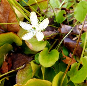 Parnassia grandifolia, in a massive gravelly seep on a slope near Langford Branch, Lewis County, Tennessee.