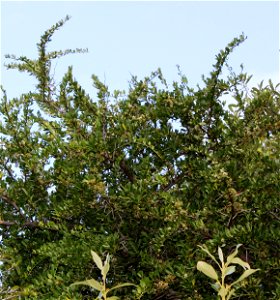 The Common Spike thorn tree. Gymnosporia heterophylla. A strong fastgrowing security hedge. photo