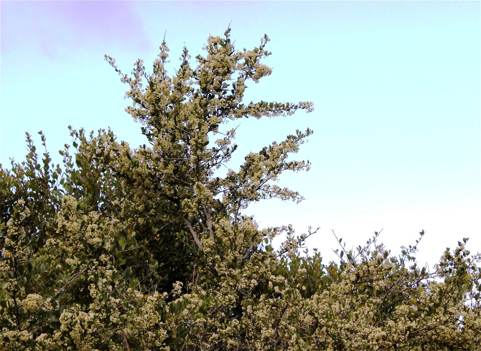 Gymnosporia heterophylla. Common African Spikethorn tree. Cape Town.