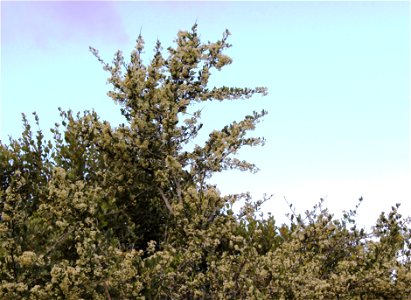 Gymnosporia heterophylla. Common African Spikethorn tree. Cape Town. photo