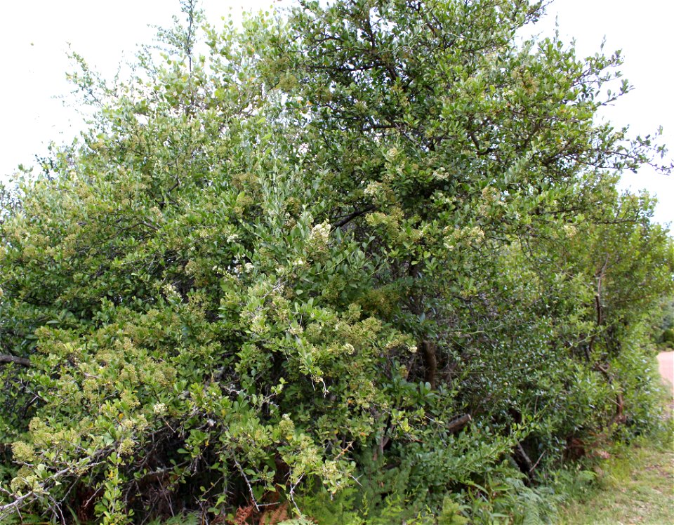 Common Spikethorn tree of Africa. Gymnosporia heterophylla. Photo taken in Cape Town.