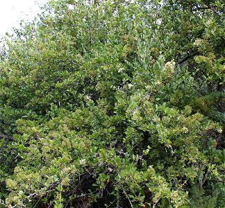 The Common Spikethorn tree. Gymnosporia heterophylla. A commonly used security hedge in Africa. photo