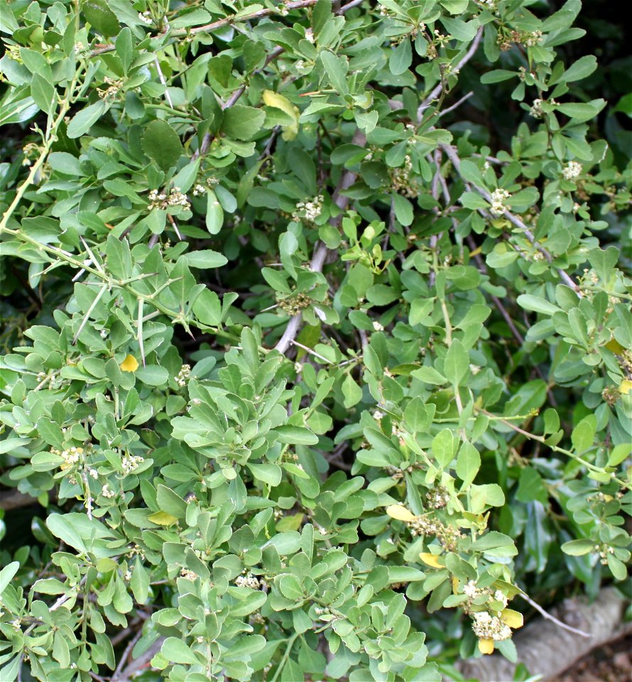 Foliage detail of the Common Spikethorn tree. Gymnosporia heterophylla. Cape Town.