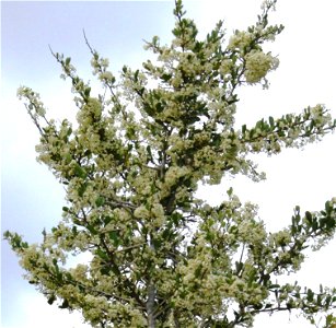 Common Spikethorn tree. Gymnosporia hetrophylla. Flowers. photo