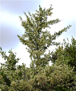 African Spikethorn Tree. Gymnosporia heterophylla. Flowers. photo