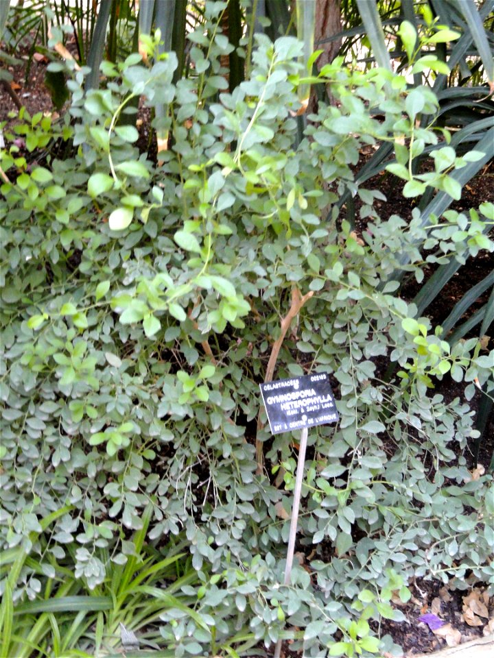 Gymnosporia heterophylla specimen in the Jardin Botanique de Lyon, Parc de la Tête d'Or, Lyon, France.