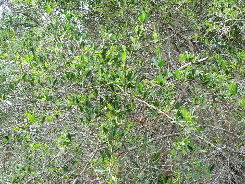 Common Spike-thorn or Gymnosporia heterophylla makes a very effective fast-growing security hedge