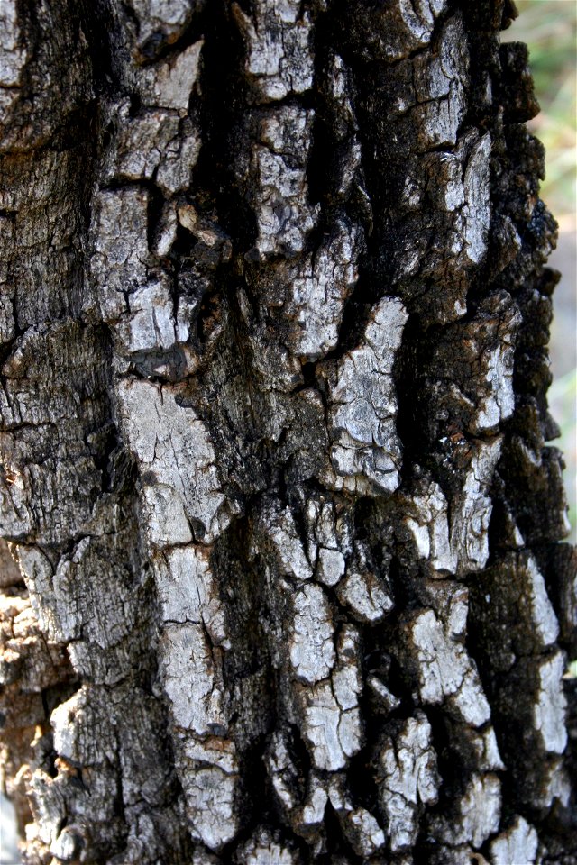 Trunk of Maytenus heterophylla, small Magaliesberg tree