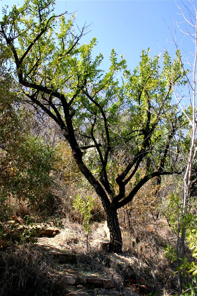 Maytenus heterophylla, small South African tree from Magaliesberg