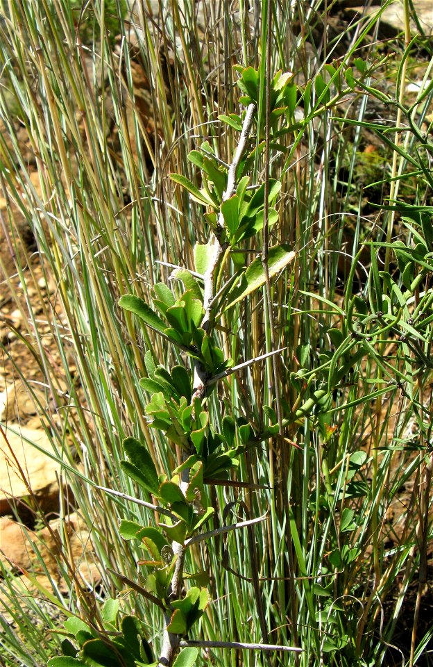 A branch of Gymnosporia buxifolia showing thorns with scars where leaves have dropped. The plant is a shrub or small tree in the family Celastraceae.