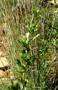 A branch of Gymnosporia buxifolia showing thorns with scars where leaves have dropped. The plant is a shrub or small tree in the family Celastraceae. photo