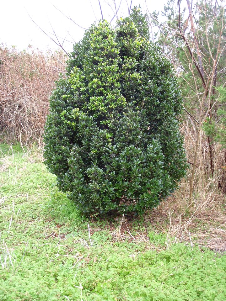 Bermuda Olivewood (Elaeodendron laneanum) in open space.  Photo taken 2010-02-07 at Stokes Point St. George's Parish, Bermuda.