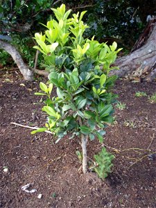 Bermuda Olivewood (Elaeodendron laneanum) plated at end of hedge and has a young Bermuda Cedar growing with it (same hedge as image Bermuda Olivewood-00.JPG). Photo taken 2010-01-24 in the Botanical G photo