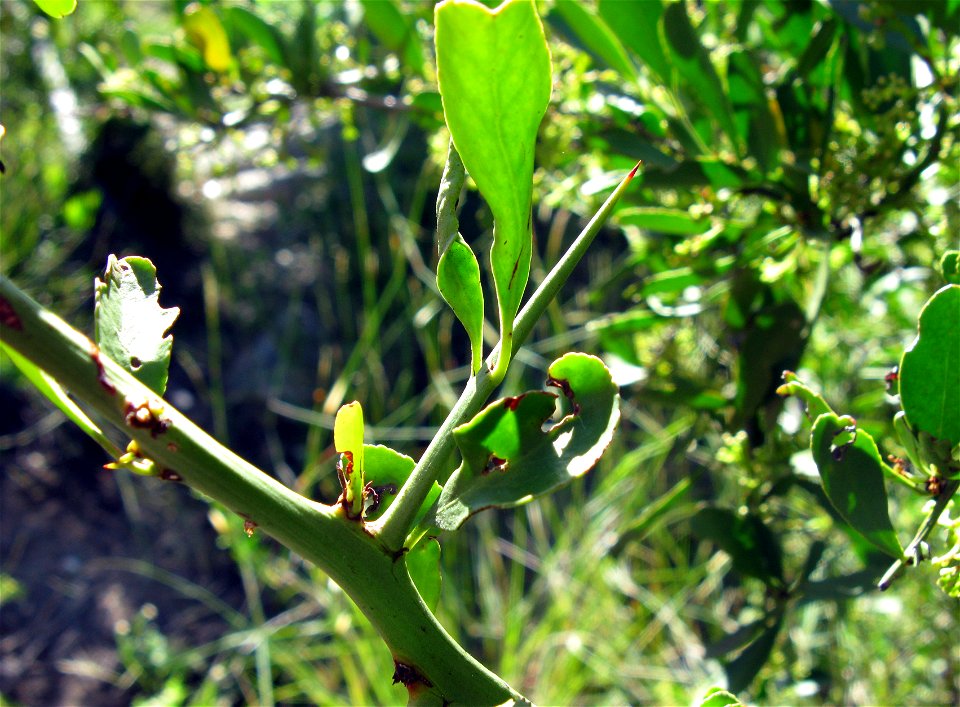 A thorn of Gymnosporia buxifolia showing leaves that demonstrate that the thorn is a derived branch. The plant is a shrub or small tree in the family Celastraceae.