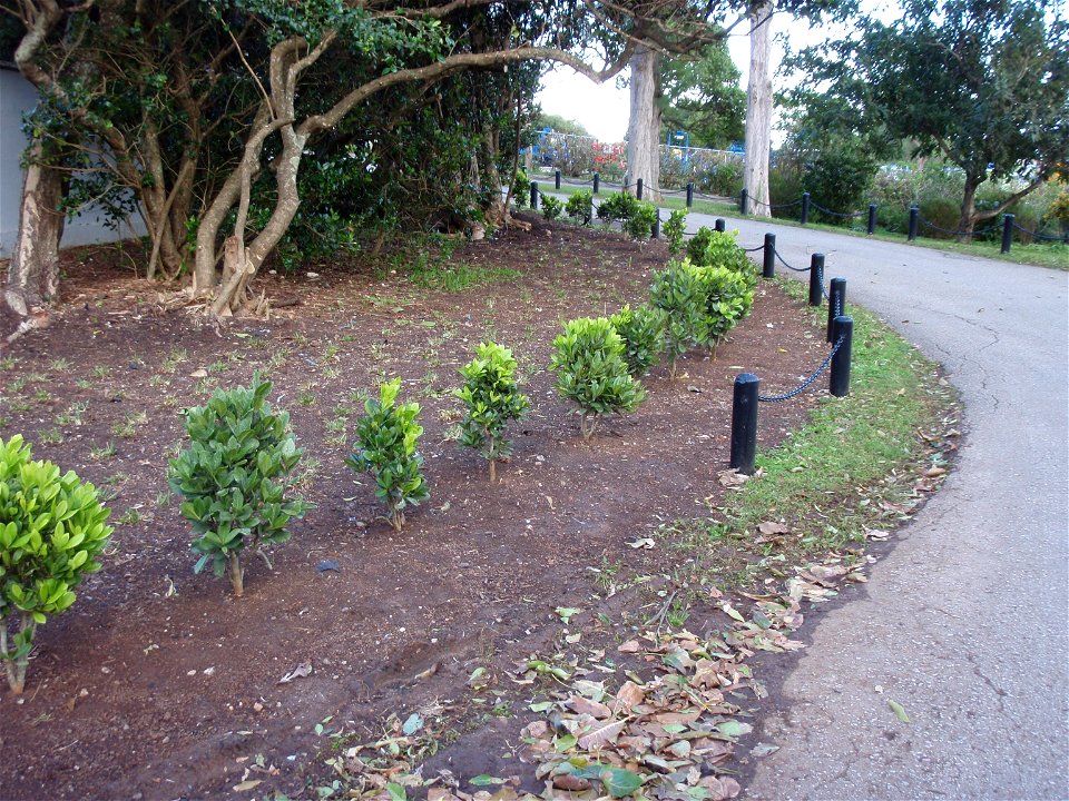 Bermuda Olivewood (Elaeodendron laneanum) plated as a hedge.  Photo taken 2010-01-24 in the Botanical Gardens Paget Parish, Bermuda.