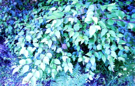 Leaves of Maytenus acuminata or Silkybark tree in the shade. Photos taken on Table Mountain.