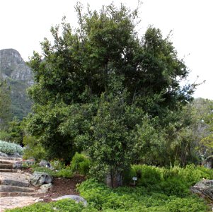 A medium sized Maytenus acuminata or Silkybark tree. Cape Town. photo