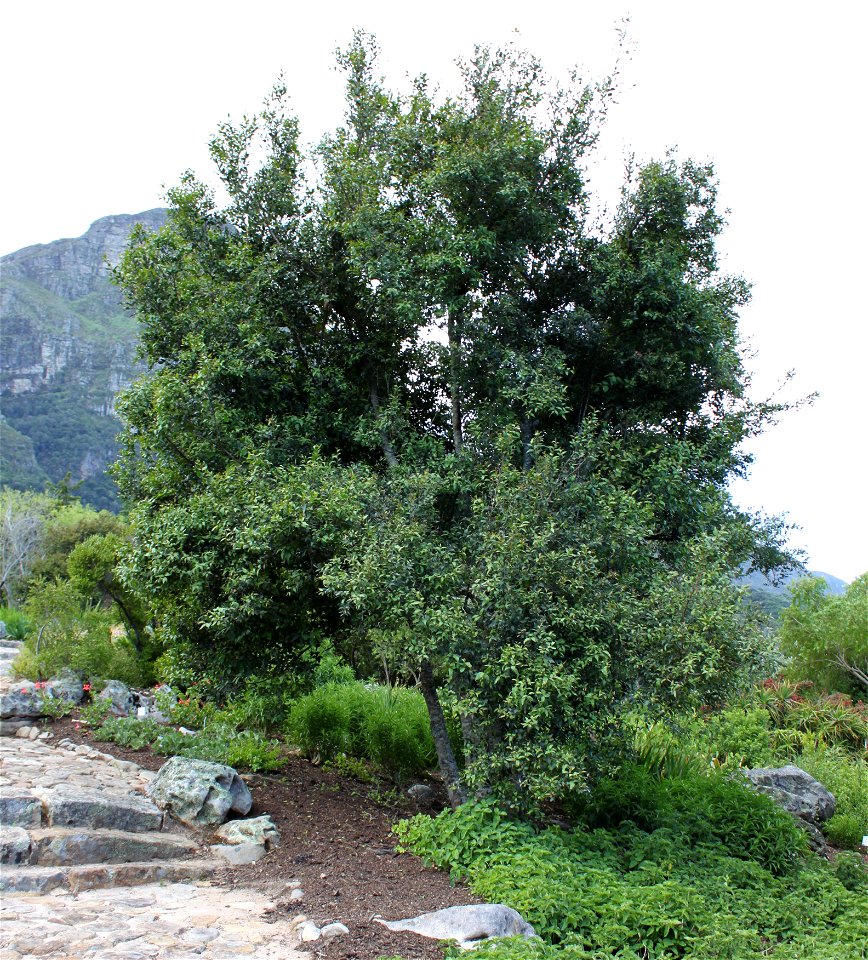 Maytenus acuminata. The Silkybark Tree. Cape Town.