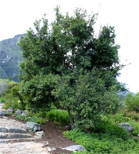 Maytenus acuminata. The Silkybark Tree. Cape Town. photo