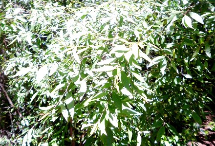 Leaves of Maytenus acuminata or Silky bark tree. Photo taken in Cape Town.