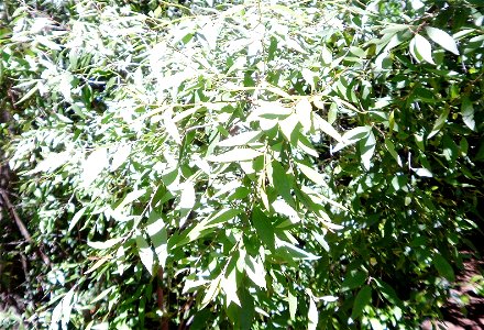 Leaves of Maytenus acuminata or Silky bark tree. Photo taken in Cape Town. photo