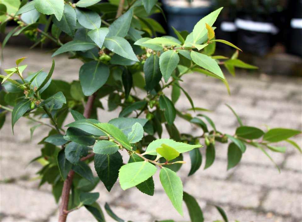 Leaves of a young Maytenus acuminata tree. Cape Silky Bark. Cape Town.