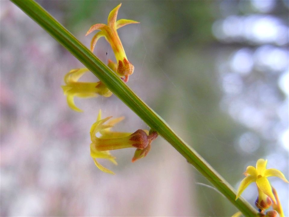 Long Track, Ku-ring-gai Chase National Park, Australia. Possibly Stackhousia viminea
