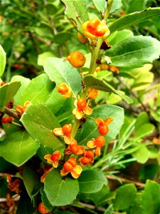 Maytenus procumbens plant of South Africa. Seeds detail.