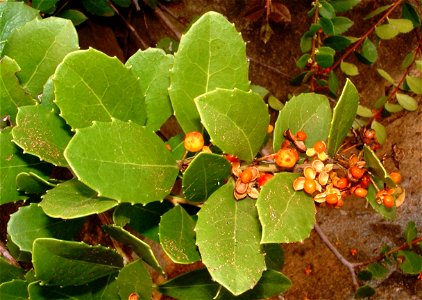 Maytenus procumbens plant.