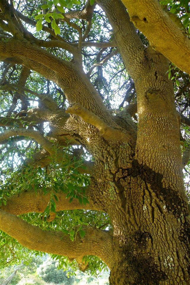 Maytenus oleoides. Trunk.