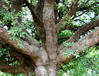 Maytenus oleoides. The Mountain Maytenus tree.