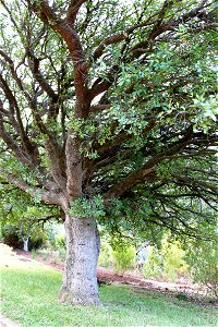 Mountain Maytenus Tree. South Africa. Trunk and branches.