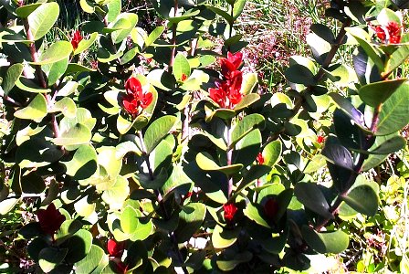 A seedling Maurocenia frangularia tree or Hottentots Cherry. Photograph taken in Cape Town.
