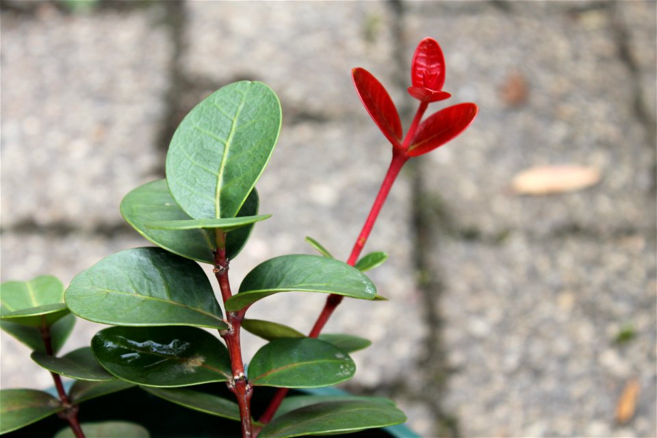 Juvenile Maurocenia tree or Hottentots Cherry. Cape Town.