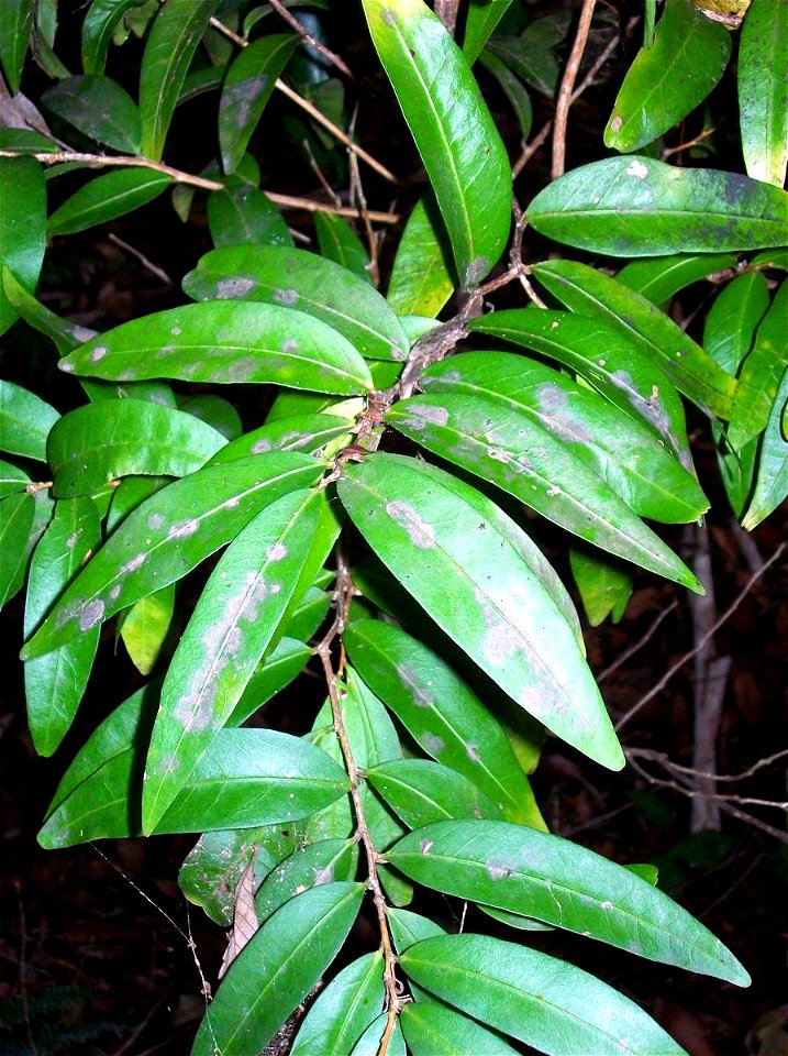 Hedraianthera porphyropetala, labeled at Coffs Harbour Botanic Gardens